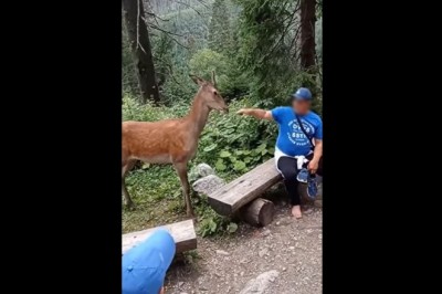 Turyści w Tatrach drażnią jelenia. Czy to miało być zabawne?