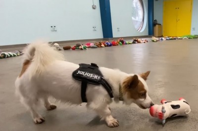 Psy w schronisku mogły wybrać dla siebie świąteczny prezent