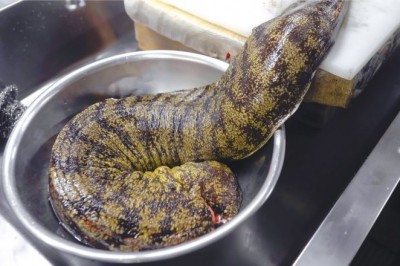 Codzienna porcja ciekawych i zabawnych filmików #430