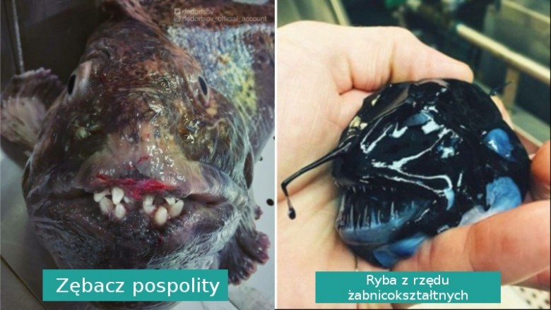 Rosyjski rybak dzieli się fascynującymi zdjęciami stworzeń z głębin