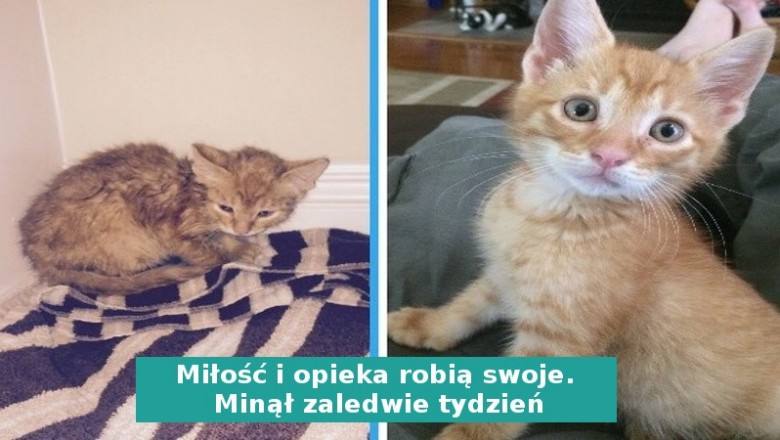 Zdjęcia przed i po, pokazujące dwa zupełnie różne oblicza zwierzaków