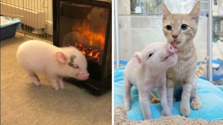 18 zdjęć pokazujących, że świnki to bardzo kochane i towarzyskie zwierzęta