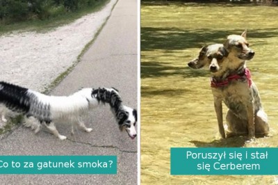 19 najzabawniejszych zdjęć panoramicznych na które załapały się zwierzaki