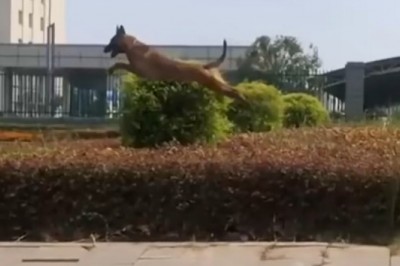 Codzienna porcja ciekawych i zabawnych filmików #443