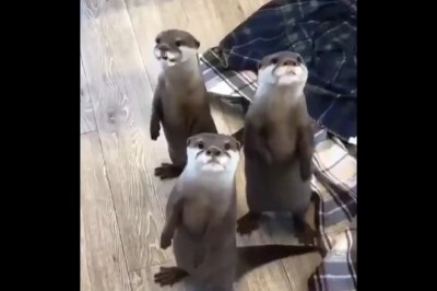 Codzienna porcja ciekawych i zabawnych filmików #445