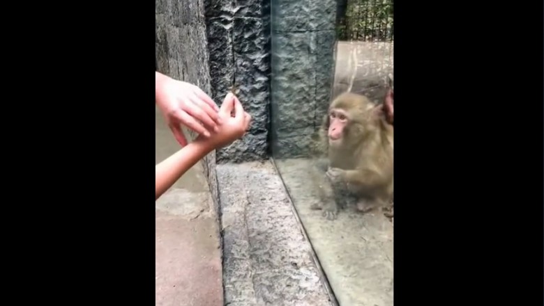 Kiedy pokażesz małpce sztuczkę, a ona nie wie co się stało 