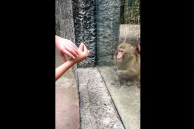Kiedy pokażesz małpce sztuczkę, a ona nie wie co się stało 