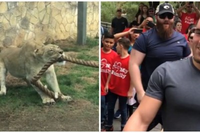 Trzech wrestlerów kontra lwica. Nietypowe zawody w przeciąganiu liny
