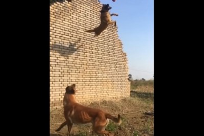 Codzienna porcja ciekawych i zabawnych filmików #449