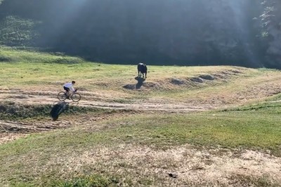 Byk kontra rowerzyści. Pechowe spotkanie na środku polany