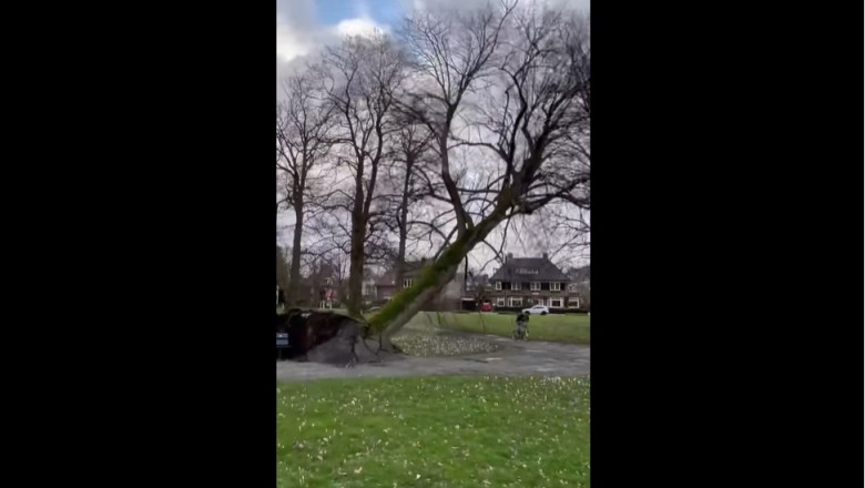 Rowerzysta nie widział spadającego drzewa w parku