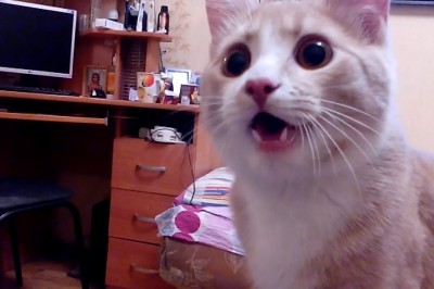 Codzienna porcja ciekawych i zabawnych filmików #463