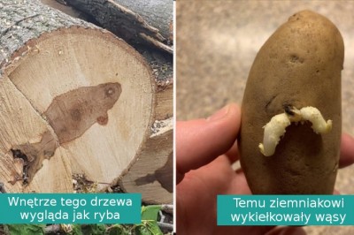 16 zdjęć pokazujących, że natura zawsze potrafi nas zaskoczyć