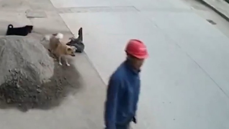 Pies, który ratuje swojego kumpla przed potrąceniem 