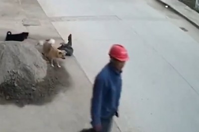 Pies, który ratuje swojego kumpla przed potrąceniem 