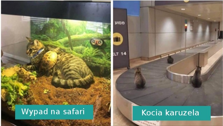 20 zabawnych zdjęć kotów, które znalazły się w miejscach, w których nie powinny