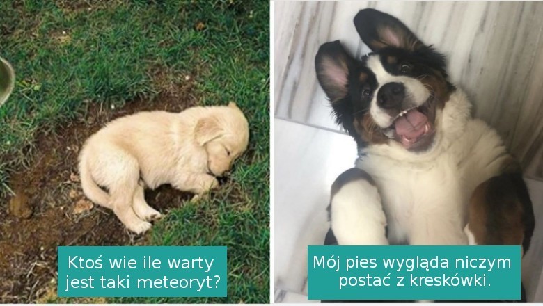 14 zdjęć świetnie pokazujących, że psy to prawdziwe uosobienie szczęścia i miłości