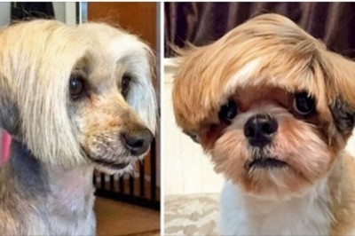 15 fryzur, które niemal zamieniły te psiaki w ludzi. Fryzjerzy mogą się uczyć