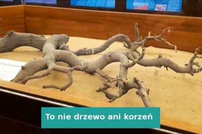 15 przykładów, pokazujących, że matka natura wciąż ma niejednego asa w rękawie