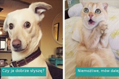 20 emocjonalnych zwierzaków, które reakcje nadawały by się na plan filmowy 