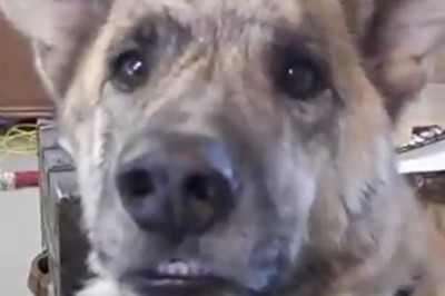 Nic śmieszniejszego dzisiaj nie zobaczysz. Rozmowa właściciela z psem