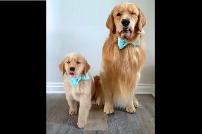 Codzienna porcja ciekawych i zabawnych filmików #491