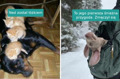 17 zabawnych zdjęć zwierzaków, które przystosowały się do niecodziennych sytuacji