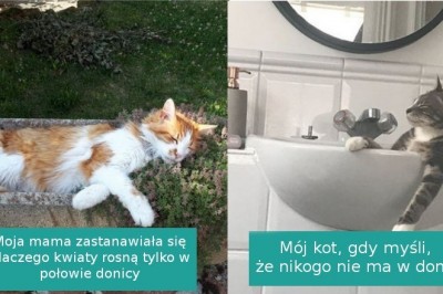 Te koty uważają się za władców świata, a my nie zamierzamy się z nimi sprzeczać 