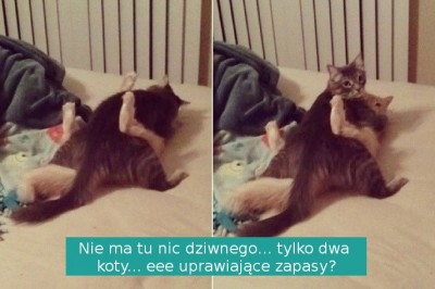 22 niegrzeczne zwierzaki, które zostały przyłapane przez  właścicieli