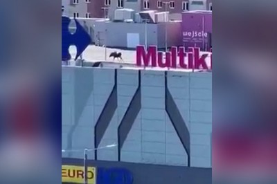 Po dachu galerii handlowej w Elblągu przechadzał się łoś