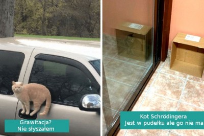 15 kotów, które pokazują, że dla nich prawa fizyki nie istnieją
