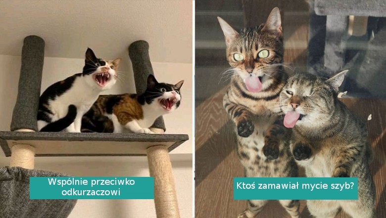 16 zdjęć, które udowadniają, że dwa koty są lepsze od jednego