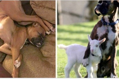 18 zdjęć udowadniających, że boksery to nieco inny, wyjątkowy gatunek psów