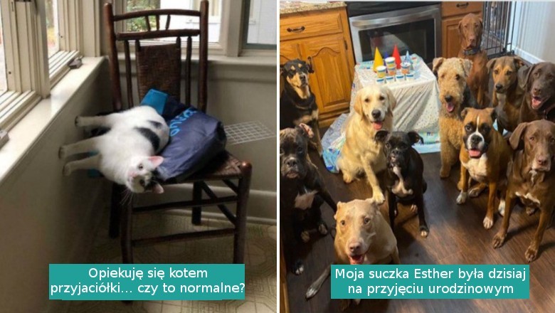 15 zabawnych tweetów pokazujących uroki życia z kotami i psami