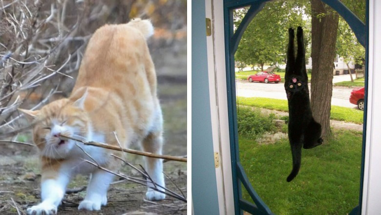 20 kotów, które  postanowiły zachowywać się „trochę inaczej” niż normalnie 