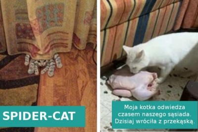 15 zdjęć pokazujących, że koty wprost kochają „trollować” swoich właścicieli