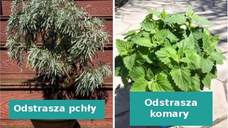 8 roślin, które działają jako naturalny środki przeciwko komarom i innym owadom