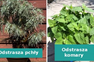8 roślin, które działają jako naturalny środki przeciwko komarom i innym owadom