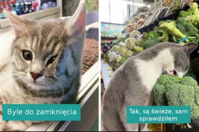 20 zdjęć kotów w małych sklepach, które wyglądają, jakby były właścicielami 