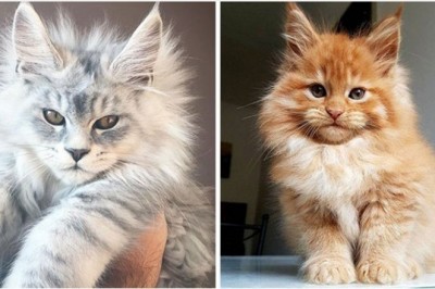 20 słodkich kociaków Maine Coon, które wyrosną na prawdziwe olbrzymy 