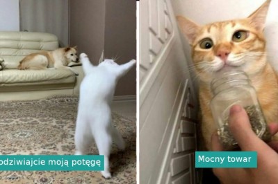 18 kotów, które zachowywały się tak dziwnie, że właściciele postanowili zrobić im zdjęcie