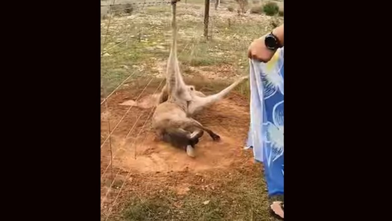 Ratowanie kangura, który zaplątał się w drut kolczasty 