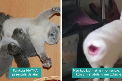 20 zabawnych zdjęć kotów, których właściciele wykryli u nich poważną usterkę 