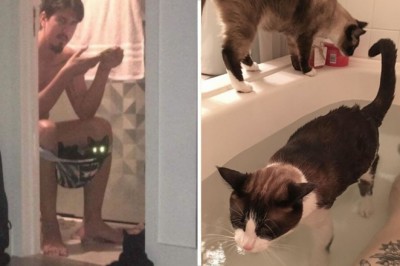 18 kotów, które absolutnie nic sobie nie robią z prywatności swoich właścicieli