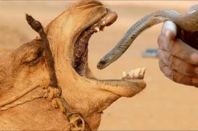 Codzienna porcja ciekawych i zabawnych filmików #559