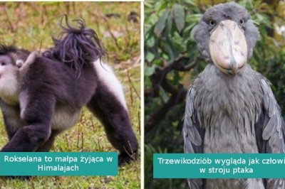 20 zwierzaków, które natura projektowała w pośpiechu i postanowiła nas zaskoczyć
