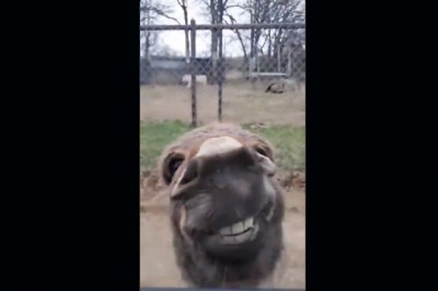 Spróbuj się nie zaśmiać. Niczego zabawniejszego dzisiaj nie zobaczysz