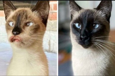 16 osób pokazało, jak ich ukochane koty zmieniły się od momentu adopcji