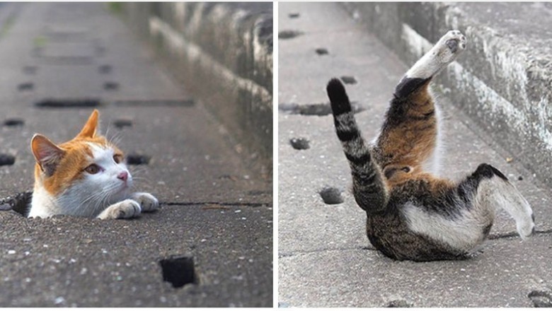Japoński fotograf pokazał  codzienność bezdomnych kotów, które żyją szczęśliwe