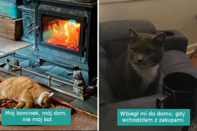 16 najlepszych zdjęć z serii „mój dom, nie mój kot”